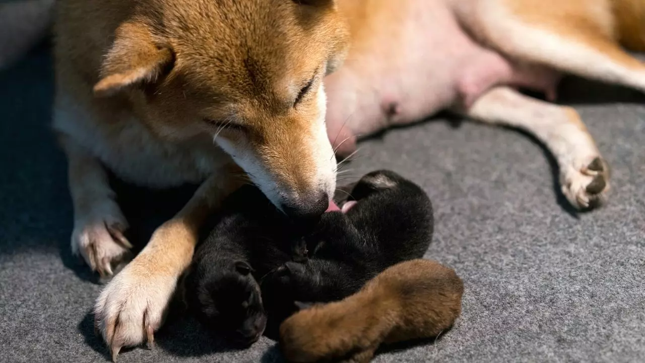mother dog cleaning puppies