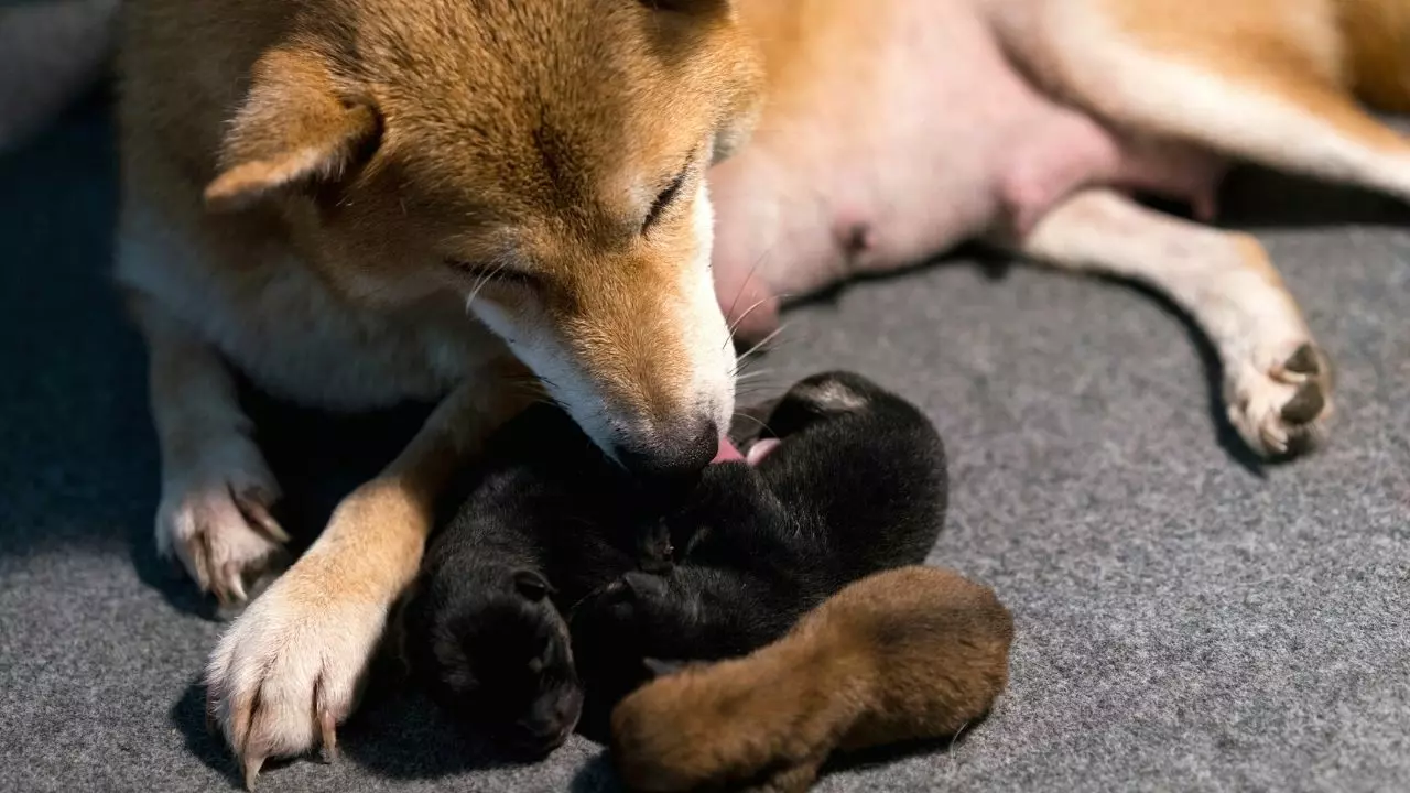 Mother dog eating puppies poop (Here's Why...) HoundGames