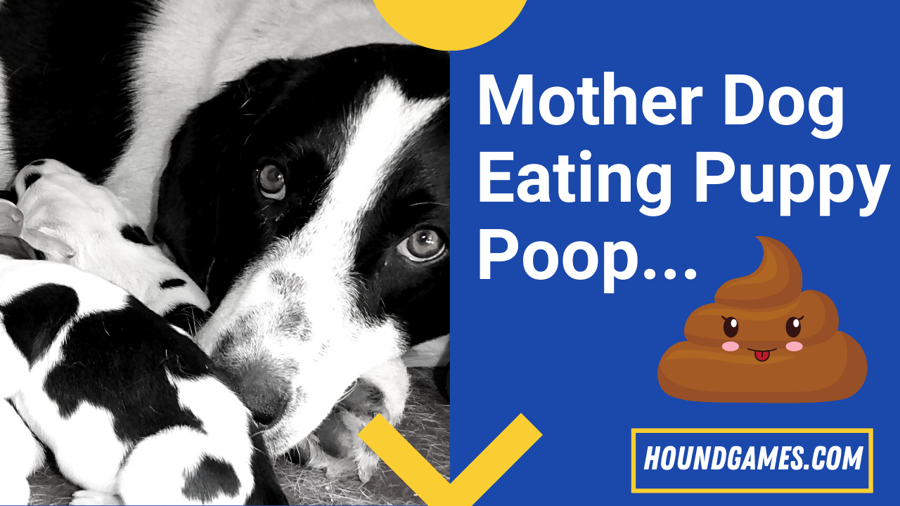 mother dog eating puppy poop