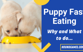puppy eating too fast