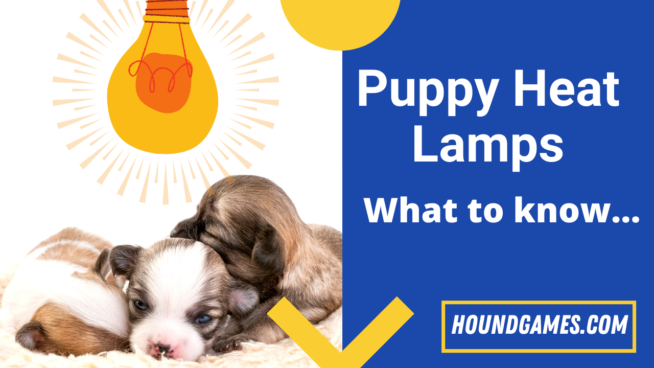 puppy heat lamps what to know