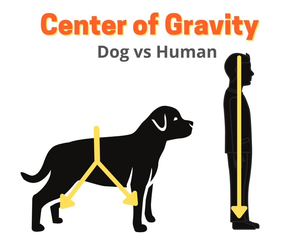center of gravity dog vs human
