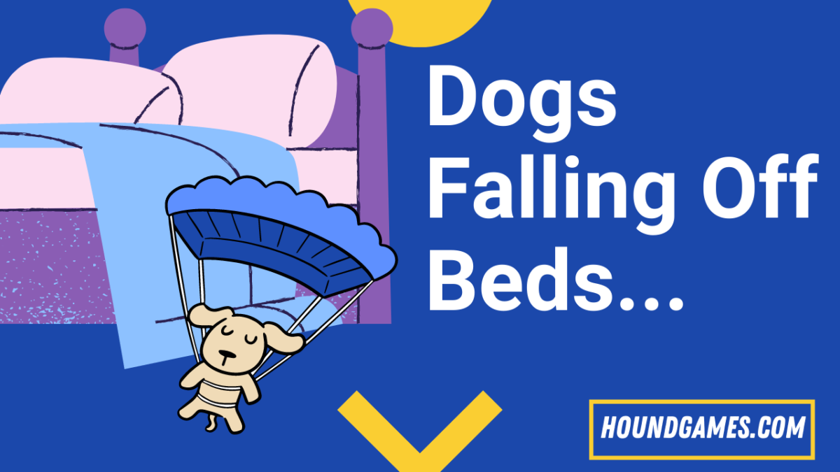 Dogs Falling Off Beds Will they, and what to do if they fall. HoundGames