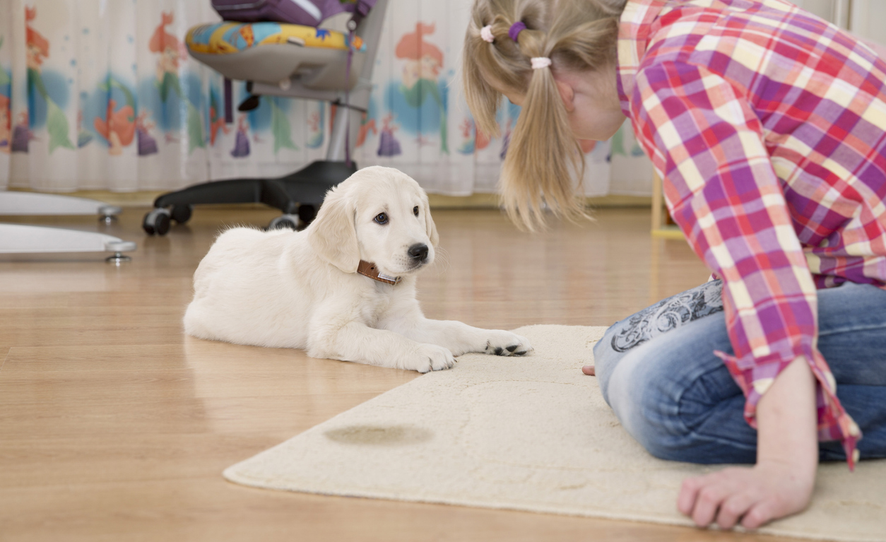 puppy-marking-in-house-on-rug