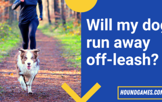 will dog run away off leash