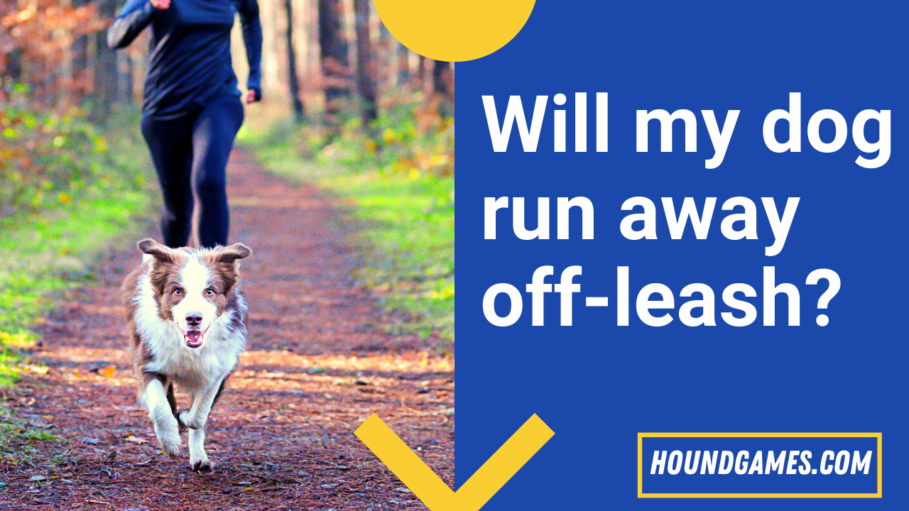 5 Running Games to Play With Your Dog · The Wildest