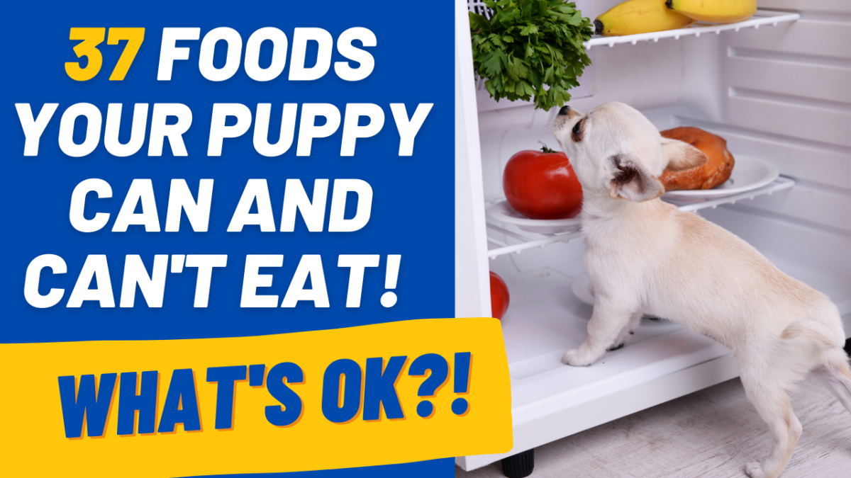 37 Tasty Foods Your Puppy Can and Cannot Eat HoundGames