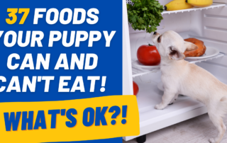 37 foods puppy can and cannot eat