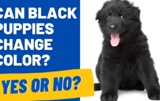 black puppies change color
