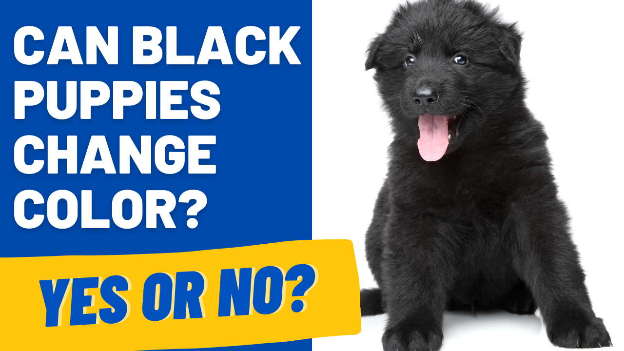 black puppies change color