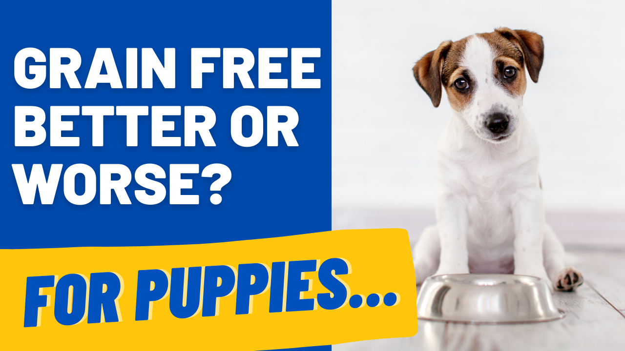 grain free better for puppies or not