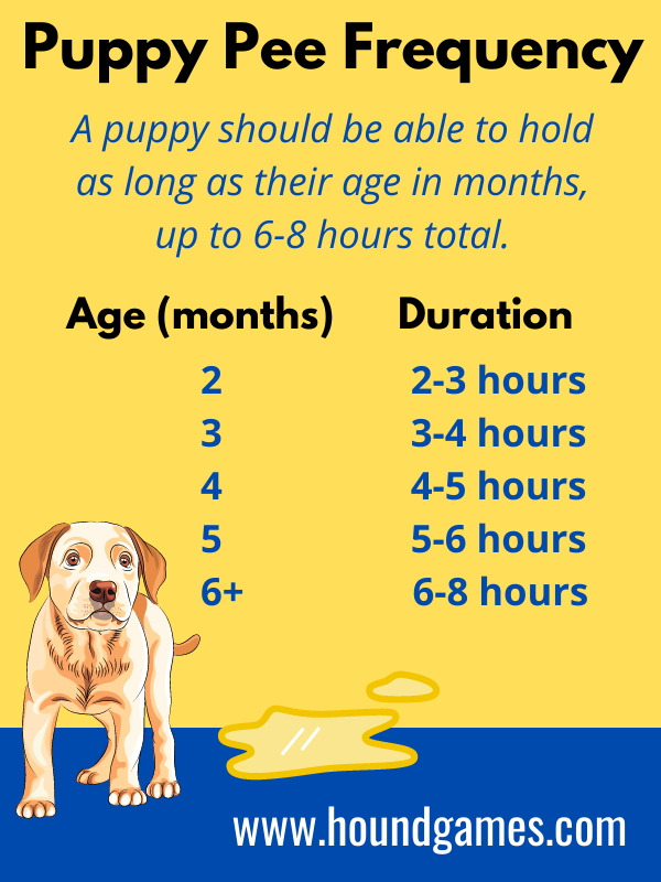 puppy pee duration infographic