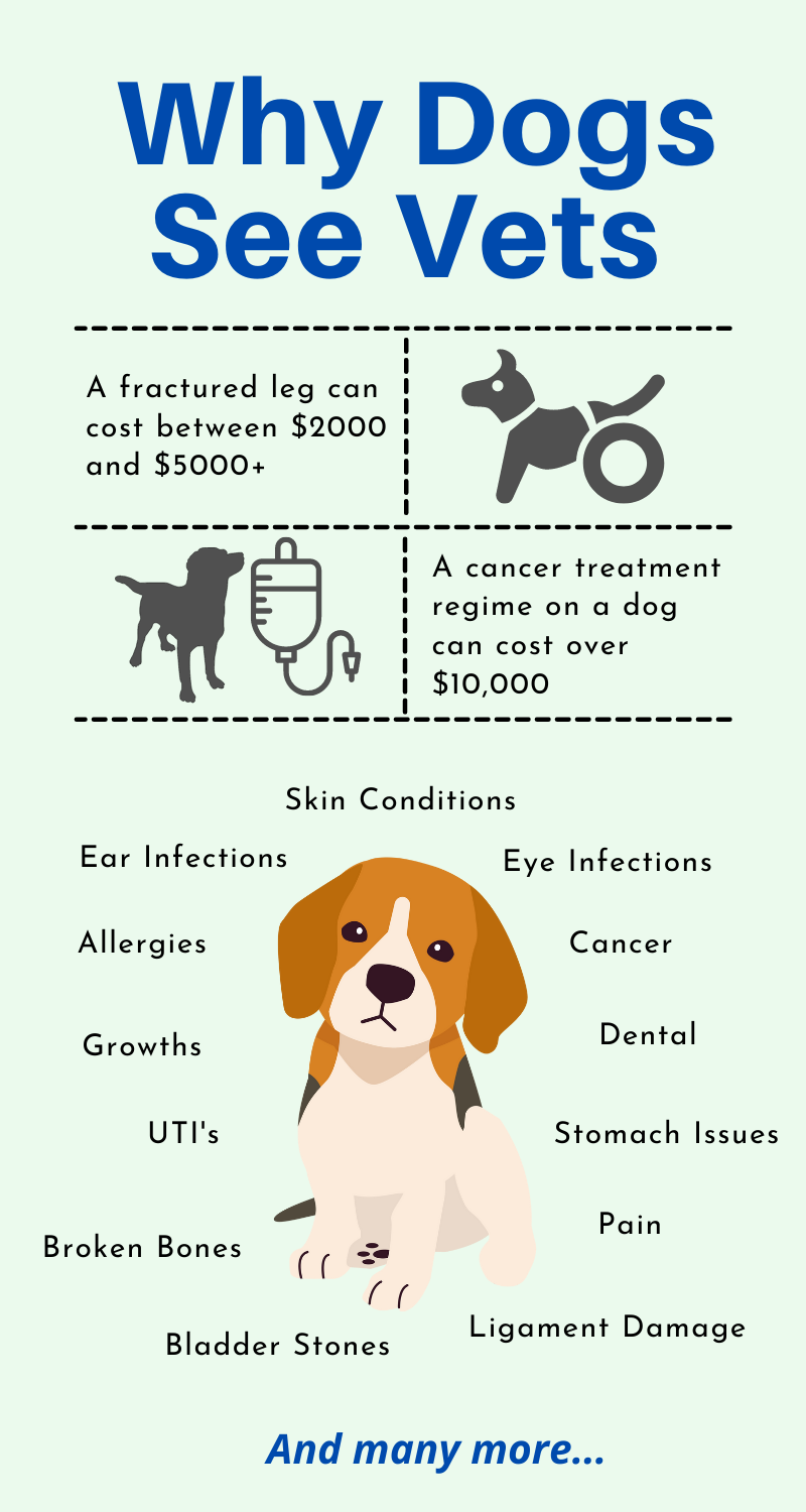 why dogs see vets infographic