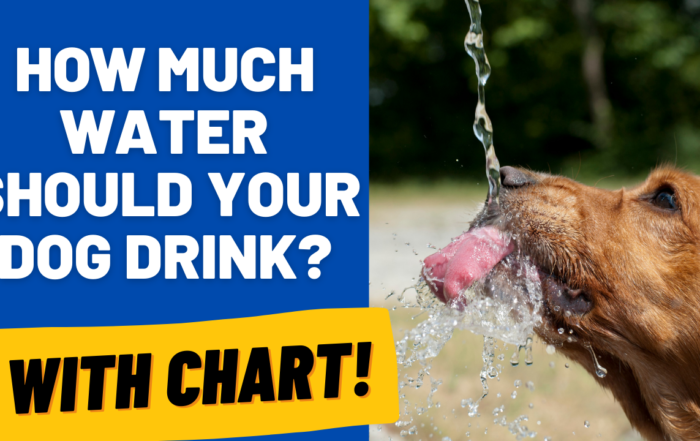 amount of water your dog should drink