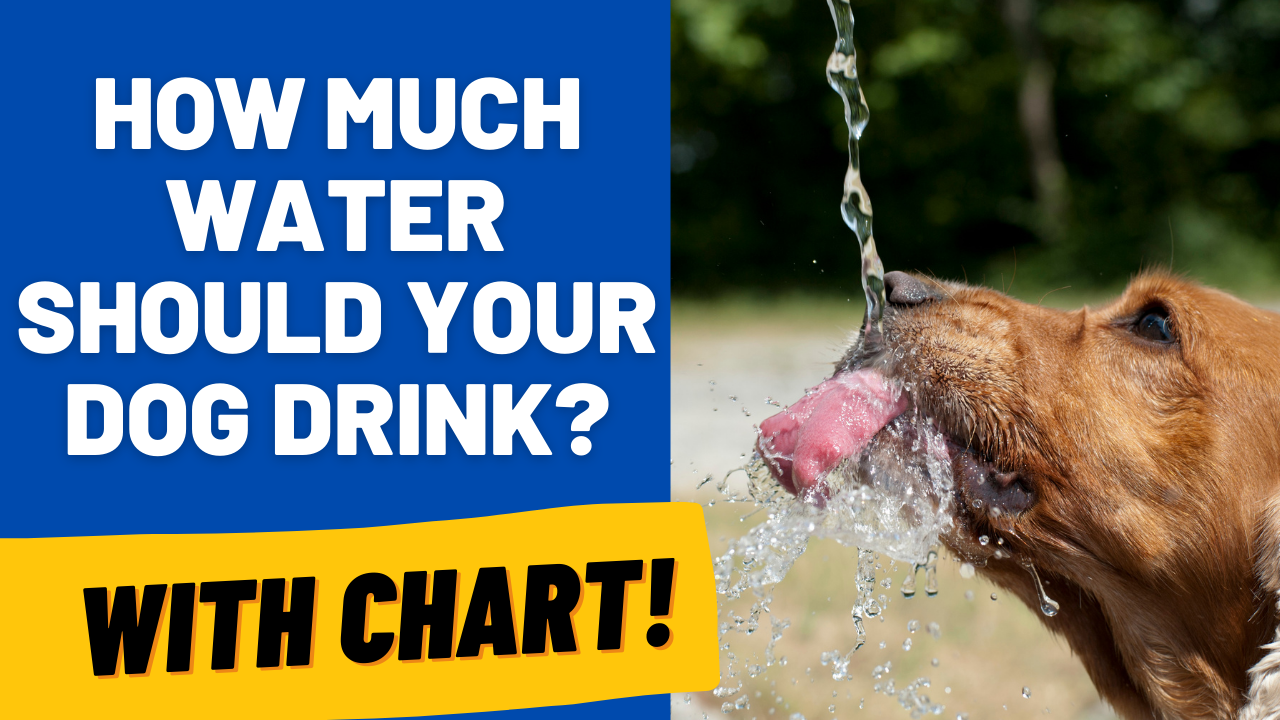 amount of water your dog should drink