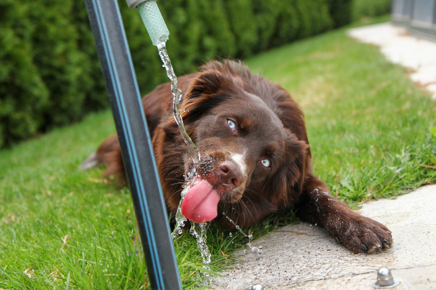 dog drinking from tap
