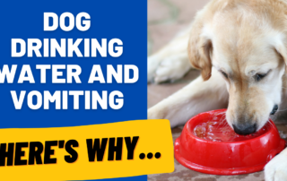 dog drinking water and vomiting