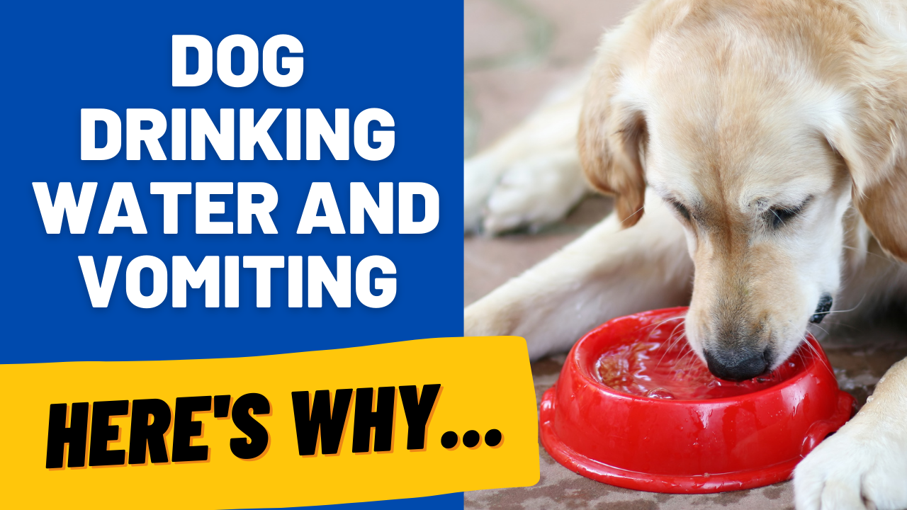 dog drinking water and vomiting