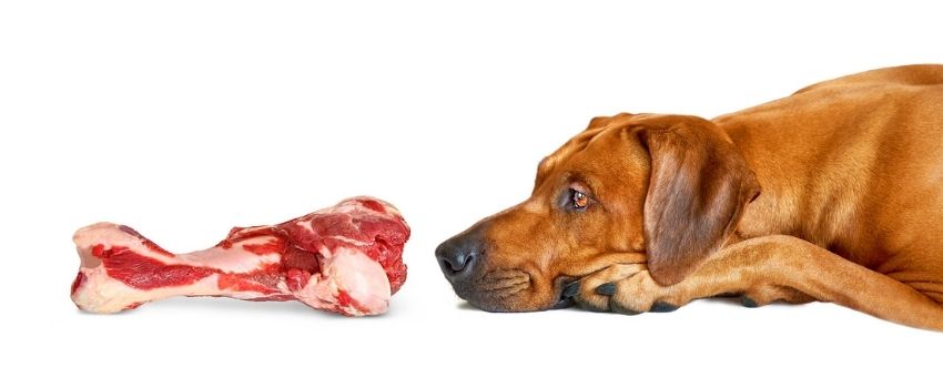 dog sniffing bone