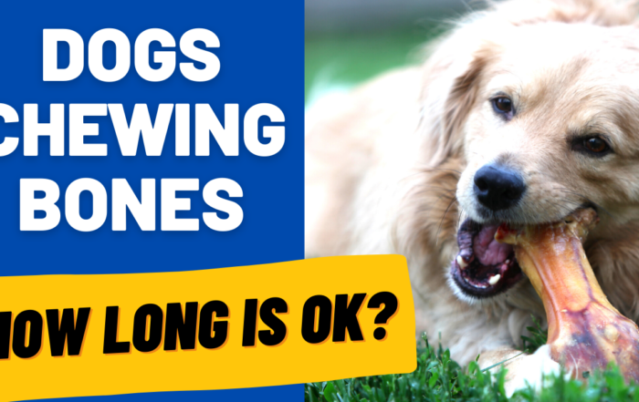 dogs chewing bones how long