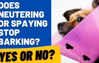 neutering or spaaying stop barking