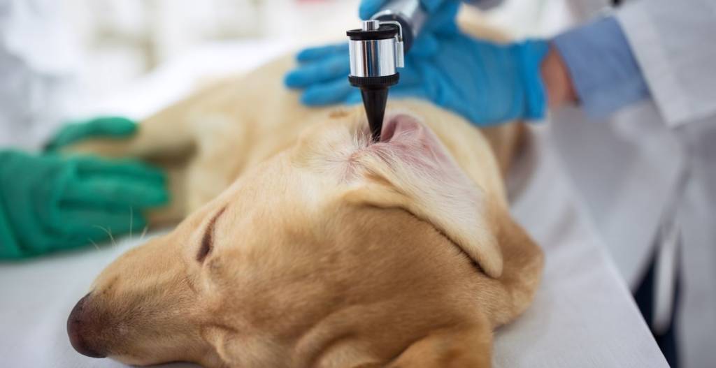 vet checking dog ears
