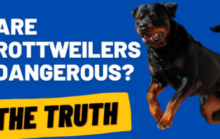 are rottweilers dangerous
