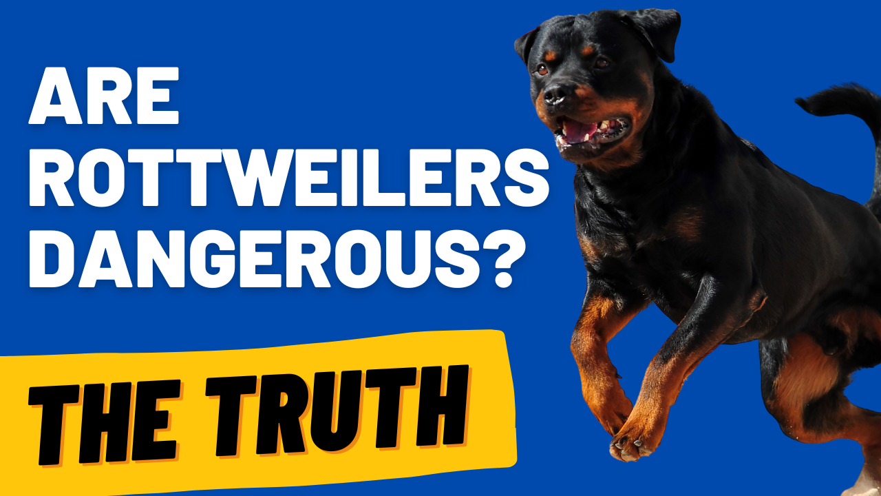 are rottweilers dangerous