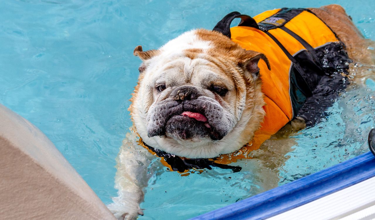 bulldog in life jacket