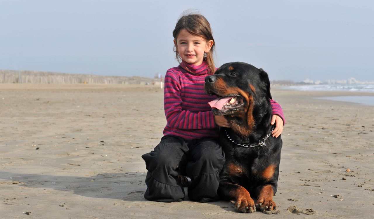rottweiler with young child