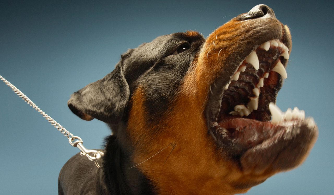 rottweiler showing aggression