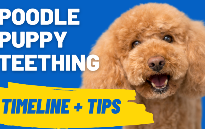 poodle puppy teething guide