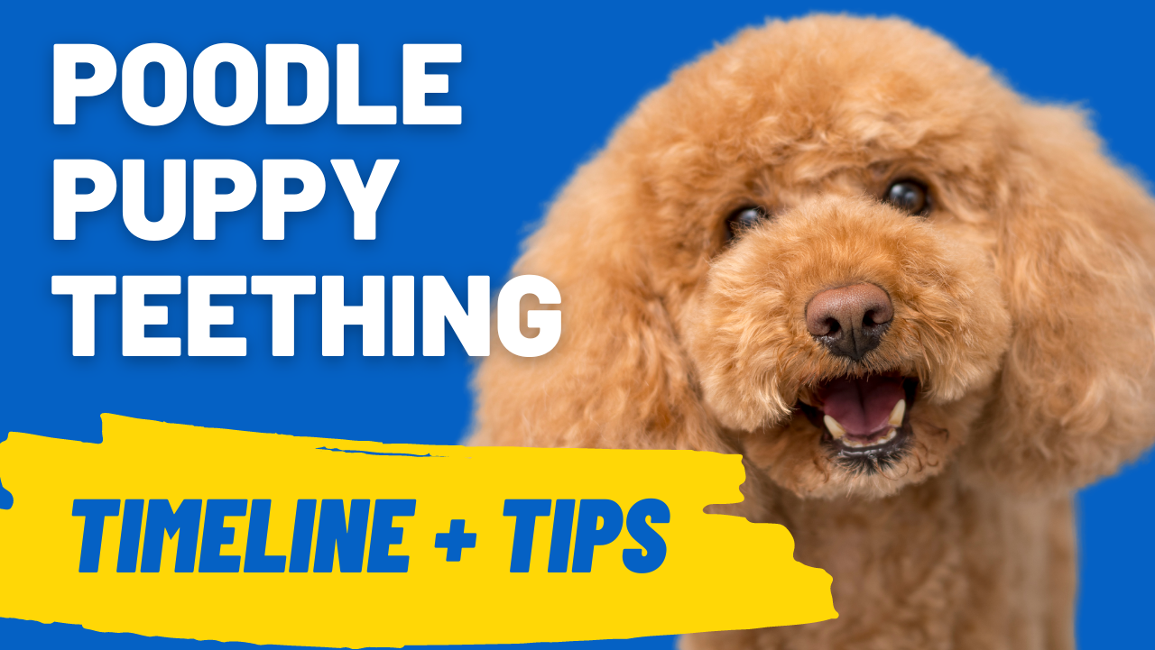 poodle puppy teething guide