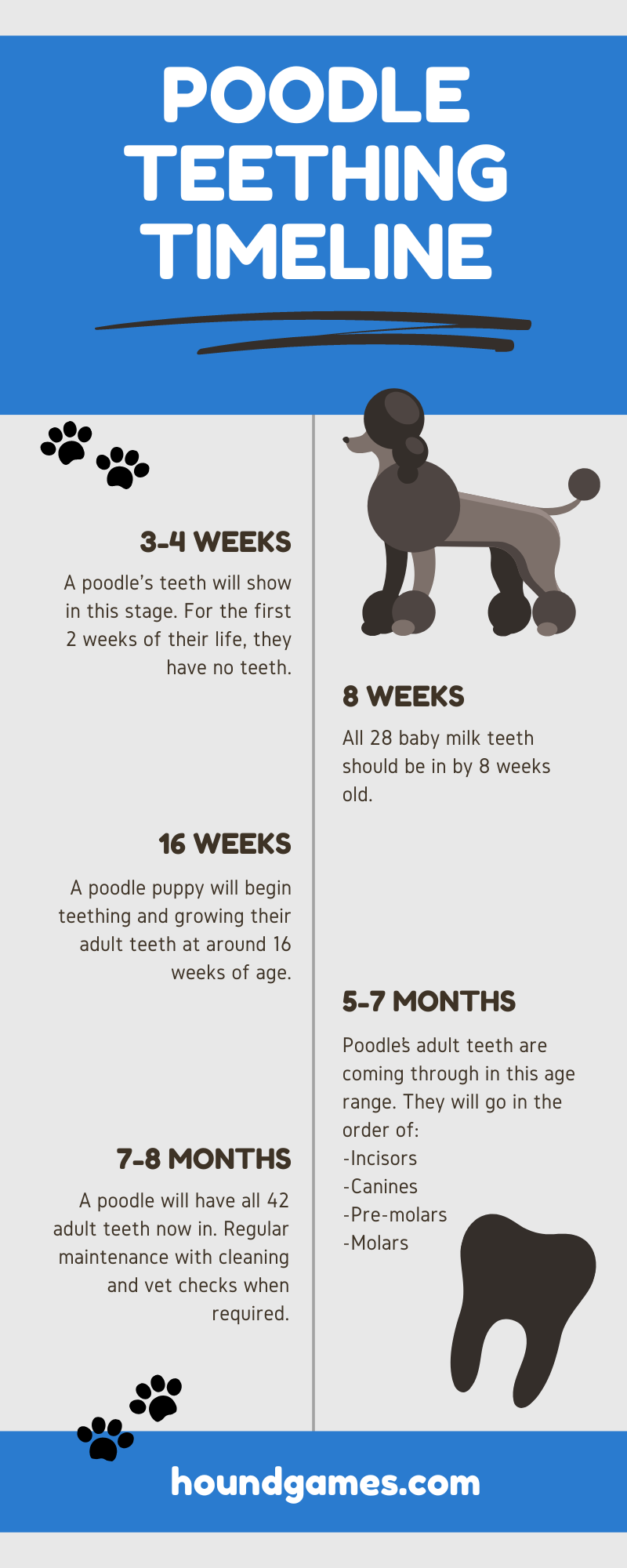 poodle teething timeline infographic
