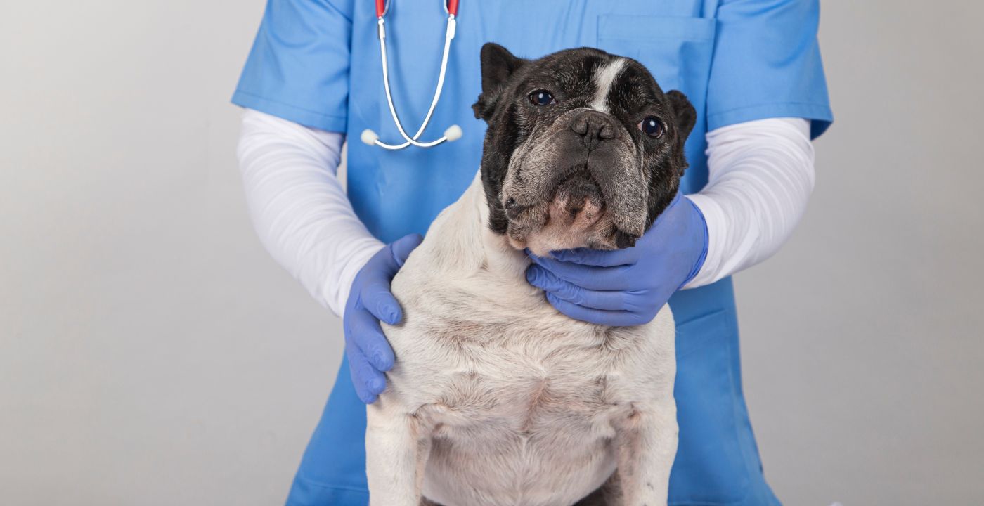 vet with Brachycephalic dog