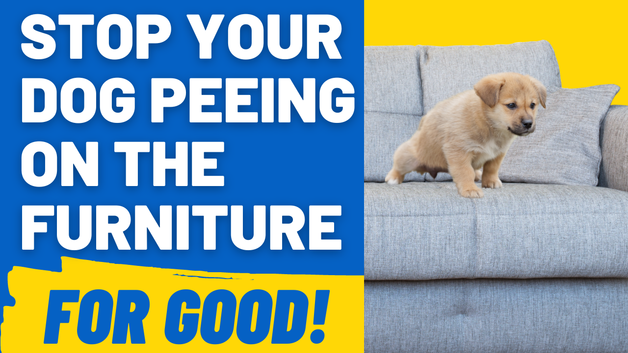 stop dog peeing on furniture