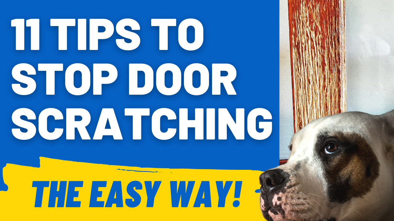 stop door scratching