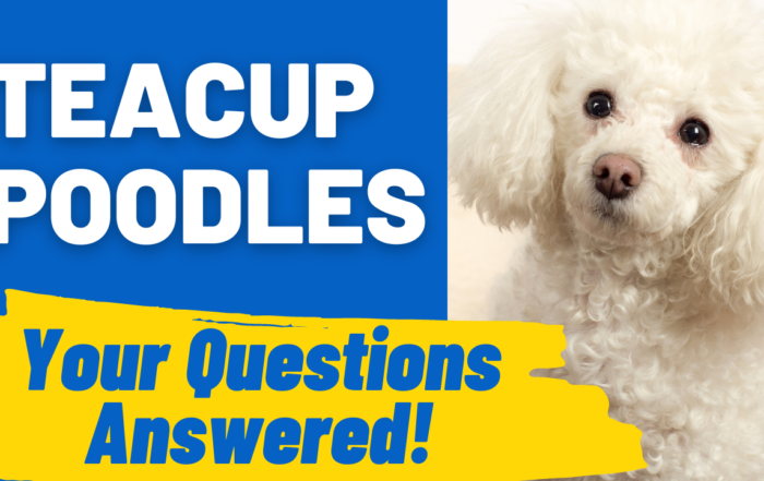 Teacup Poodle Questions