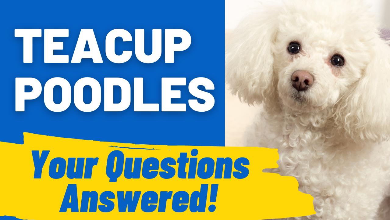 Teacup Poodle Questions