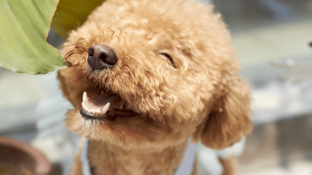 Poodle dog smiling