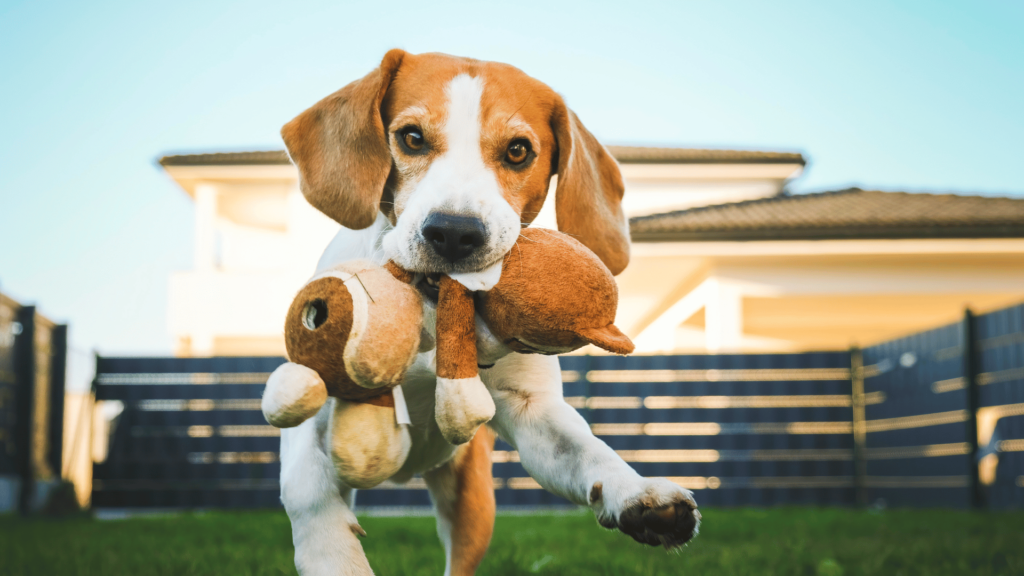 Happy Beagle Dog Playing Fetch in a Sunny Back Garden