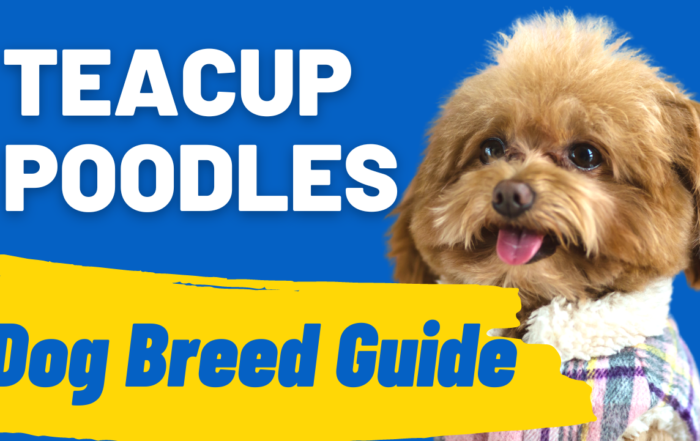 Teacup Poodle Complete Breed Guide