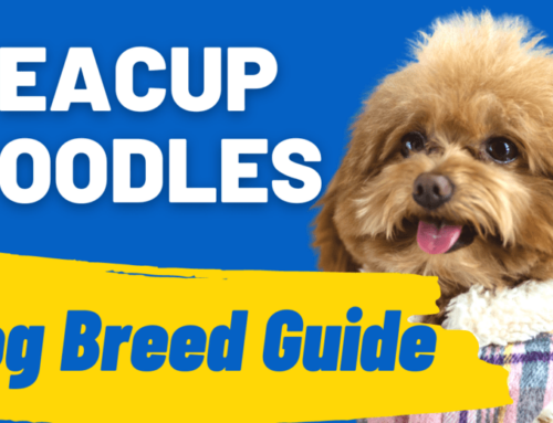 Teacup Poodles: Breed Information, Behaviors, Training, and Health