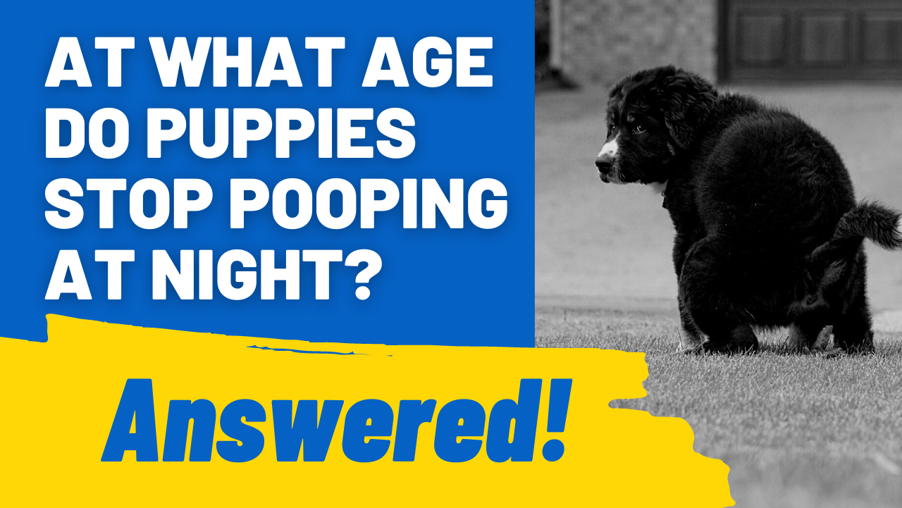 when do puppies stop pooping at night