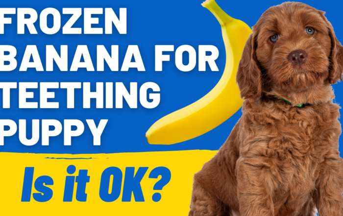 Frozen Banana for Teething Puppy