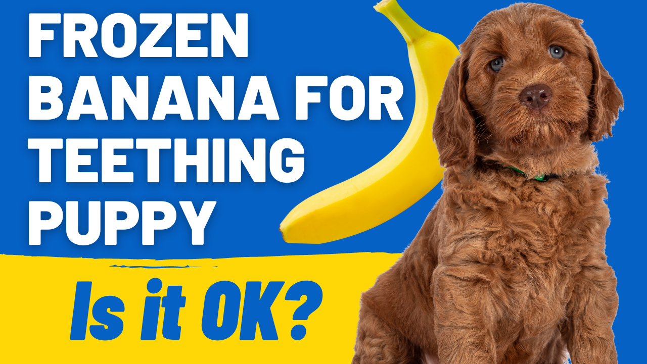 Frozen Banana for Teething Puppy