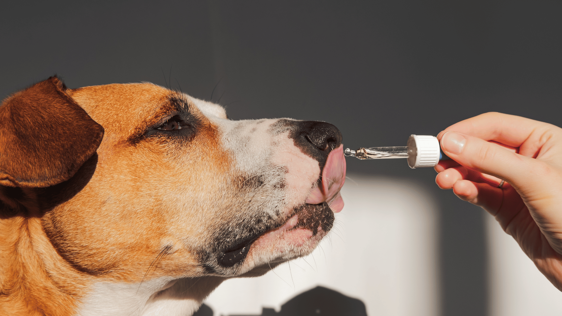 Dog taking supplements through a dropper