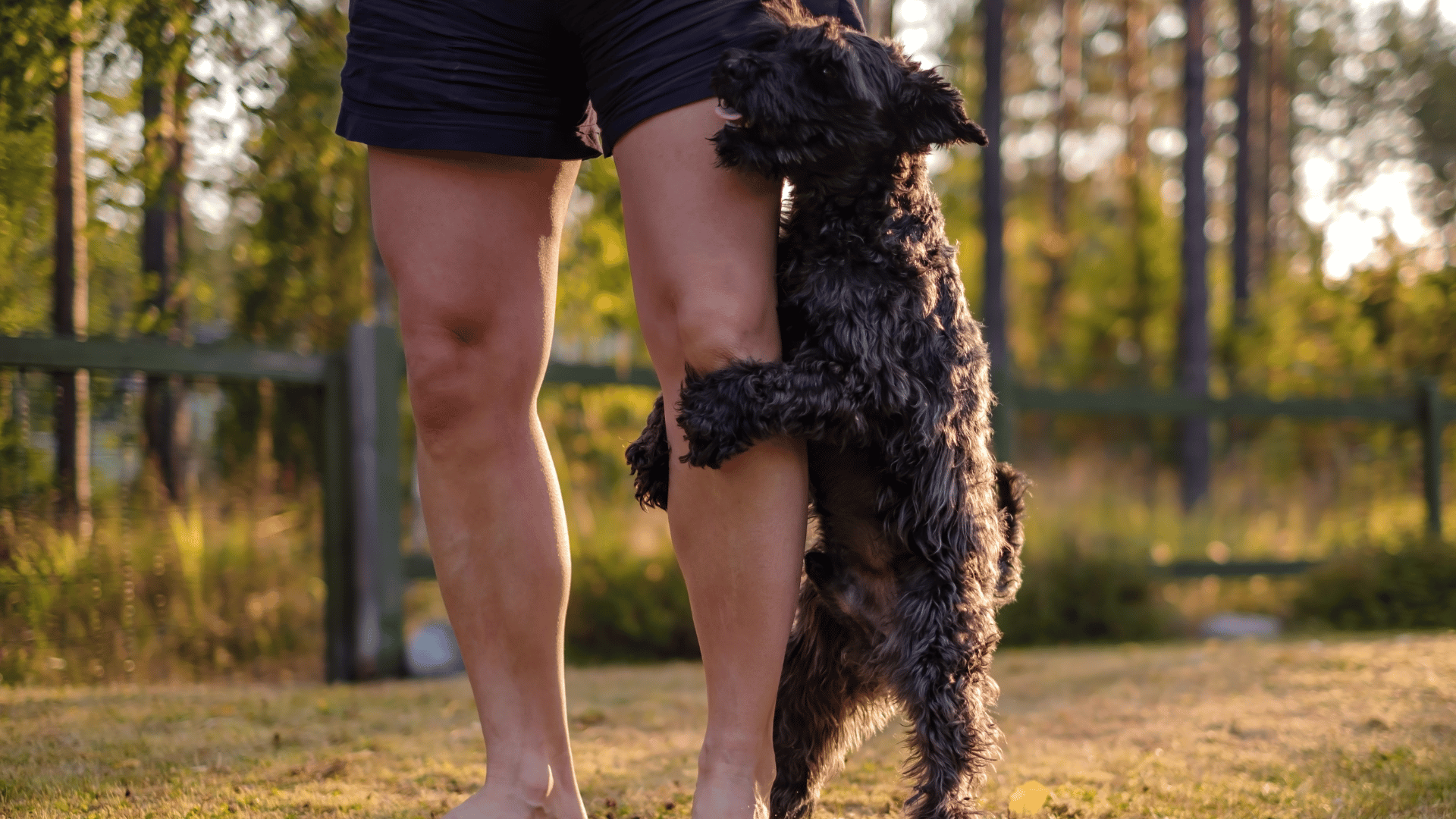 Why Does My Dog Nudge Me When Walking? - HoundGames