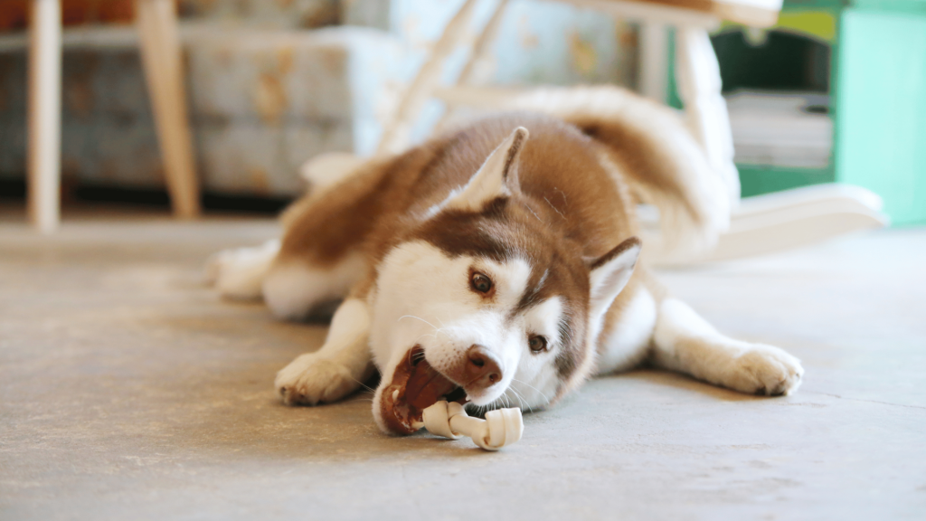Husky eating bone