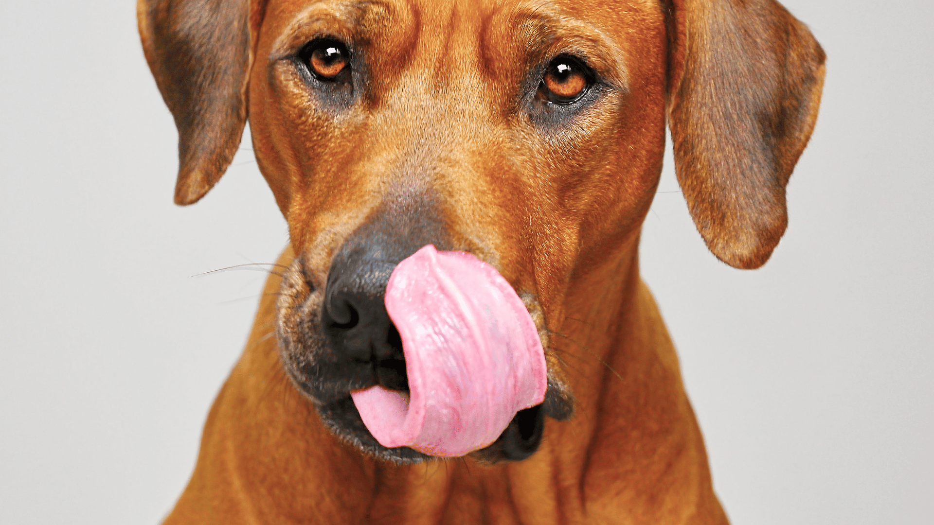 Dog licking it's lips